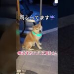 家に入りたくない‼️柴犬と母ちゃんの会話が面白すぎる🤭　#柴犬　#犬　#かわいい犬 #おもしろ #shorts