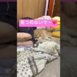 【見つめないで〜❤️】かわいすぎな犬#ポメラニアン #犬 #かわいい #shorts