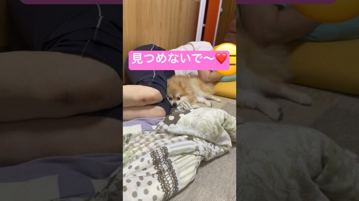 【見つめないで〜❤️】かわいすぎな犬#ポメラニアン #犬 #かわいい #shorts