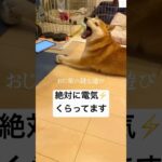 爆笑🤣電気くらって痺れてる柴犬　#柴犬　#犬　#おもしろ #おもしろ動画 #shorts