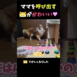 ママを呼び出すシェルティがかわいい♥【会話ボタンでしゃべる犬】 #shorts  #dog