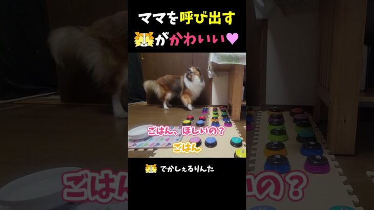 ママを呼び出すシェルティがかわいい♥【会話ボタンでしゃべる犬】 #shorts  #dog