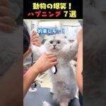 tiktokで6.3億回バズった動物ハプニング動画7選！7Animal Happenings Videos That Got 630 Million Buzz on tiktok!#犬#猫#動物