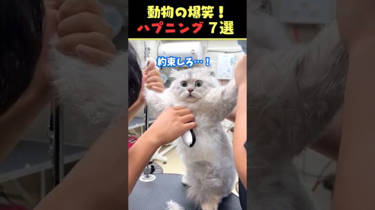 tiktokで6.3億回バズった動物ハプニング動画7選！7Animal Happenings Videos That Got 630 Million Buzz on tiktok!#犬#猫#動物