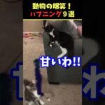 tiktokで7.2億回バズった動物ハプニング動画9選！9Animal Happenings Videos That Got 720 Million Buzz on tiktok!#犬#猫#動物