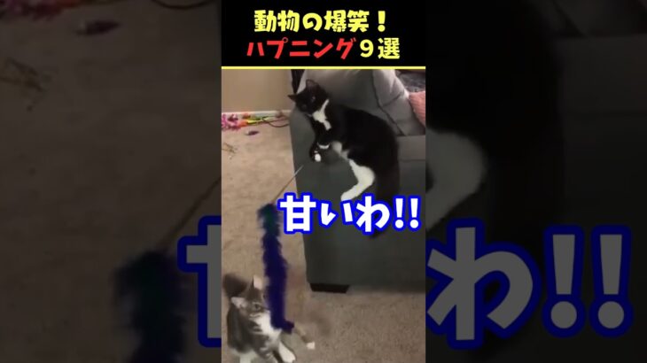 tiktokで7.2億回バズった動物ハプニング動画9選！9Animal Happenings Videos That Got 720 Million Buzz on tiktok!#犬#猫#動物