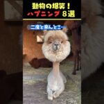 tiktokで8.8億回バズった動物ハプニング動画8選！8Animal Happenings Videos That Got 880 Million Buzz on tiktok!#犬#猫#動物