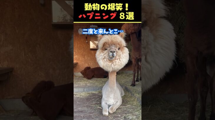 tiktokで8.8億回バズった動物ハプニング動画8選！8Animal Happenings Videos That Got 880 Million Buzz on tiktok!#犬#猫#動物