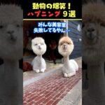 tiktokで8.8億回バズった動物ハプニング動画9選！9Animal Happenings Videos That Got 880 Million Buzz on tiktok!#犬#猫#動物