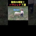 tiktokで8.9億回バズった動物ハプニング動画7選！7Animal Happenings Videos That Got 890 Million Buzz on tiktok!#犬#猫#動物