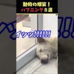 tiktokで9.5億回バズった動物ハプニング動画8選！8Animal Happenings Videos That Got 950 Million Buzz on tiktok!#犬#猫#動物