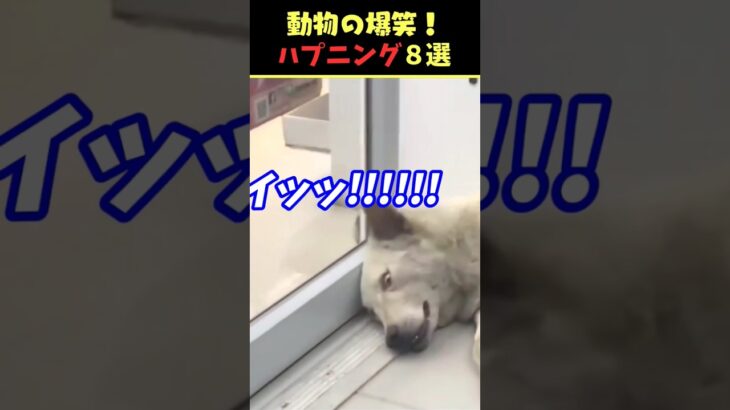 tiktokで9.5億回バズった動物ハプニング動画8選！8Animal Happenings Videos That Got 950 Million Buzz on tiktok!#犬#猫#動物