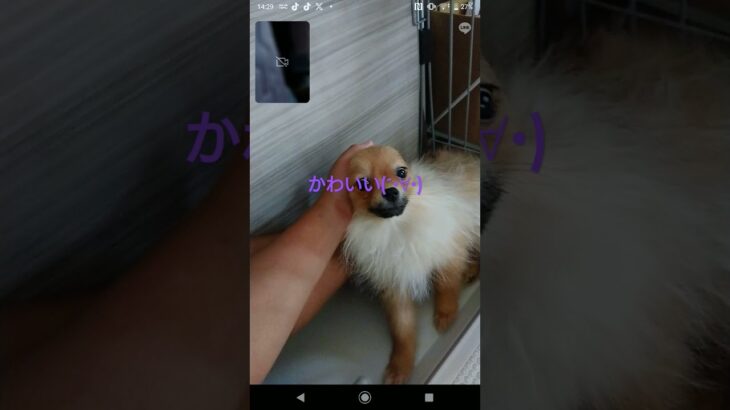 家の犬かわいい(´・∀・)