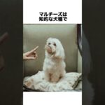 マルチーズに関する雑学 #マルチーズ #犬 #可愛い犬 #癒し