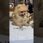 #かわいい #ポメラニアン #犬 #癒し #子犬