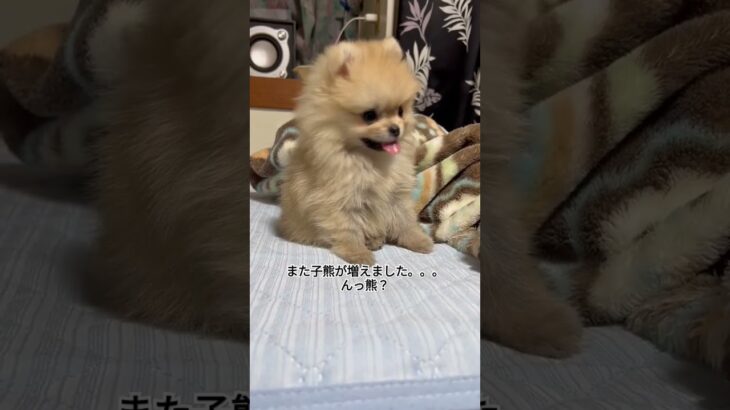 #かわいい #ポメラニアン #犬 #癒し #子犬