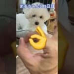 まるちゃん頑張れ#ビションフリーゼ #かわいい犬 #癒し