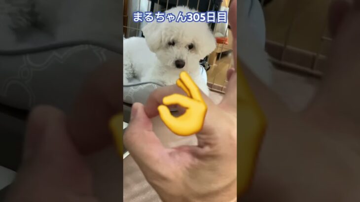 まるちゃん頑張れ#ビションフリーゼ #かわいい犬 #癒し