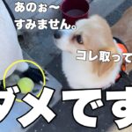 誘惑に負けて泥棒になる犬（笑）