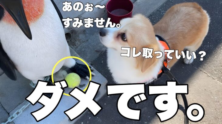 誘惑に負けて泥棒になる犬（笑）