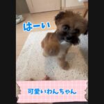 自分の事がよくわかっている子犬