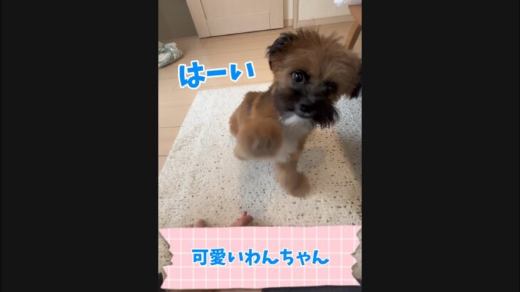 自分の事がよくわかっている子犬