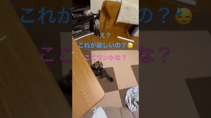 月より団子な犬😅