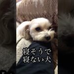 人間の上だと不安な犬#かわいい#犬