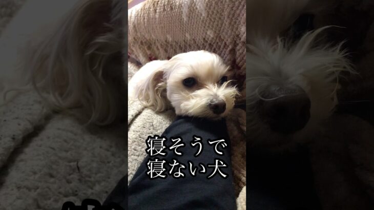 人間の上だと不安な犬#かわいい#犬