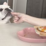 妹とお手伝いさんってさぁ…【一人暮らし独身女と犬】