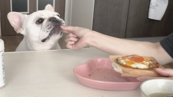 妹とお手伝いさんってさぁ…【一人暮らし独身女と犬】