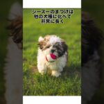 シーズーに関する雑学 #可愛い犬 #癒し #シーズー #雑学