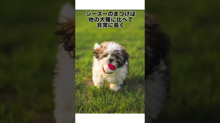 シーズーに関する雑学 #可愛い犬 #癒し #シーズー #雑学