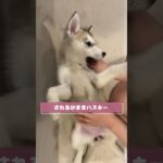 【されるがまま子犬ハスキー】肉球がかわいい #シベリアンハスキー #可愛い #こいぬ #癒し #愛犬