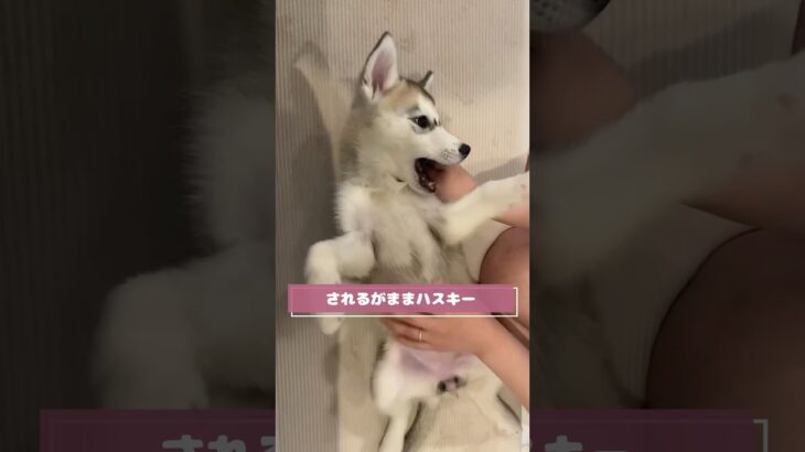 【されるがまま子犬ハスキー】肉球がかわいい #シベリアンハスキー #可愛い #こいぬ #癒し #愛犬