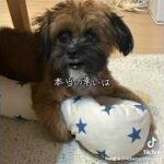 子犬が朗読する【銀河鉄道の夜】の一節