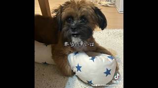 子犬が朗読する【銀河鉄道の夜】の一節