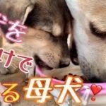 【野良犬支援】かわいい子犬が集まってきた💖実は一匹だけじゃなかった🌸でもその周りには沢山のオス犬が💦【野良犬保護活動💖】