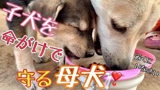 【野良犬支援】かわいい子犬が集まってきた💖実は一匹だけじゃなかった🌸でもその周りには沢山のオス犬が💦【野良犬保護活動💖】