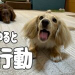 ある事を頼む時とおもしろ可愛い行動をする愛犬ミニチュアダックスフンドパンナ。