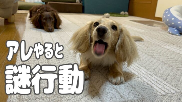 ある事を頼む時とおもしろ可愛い行動をする愛犬ミニチュアダックスフンドパンナ。