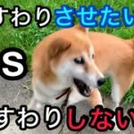 柴犬コロ おすわりさせたい人vsしない犬😂 #柴犬コロ #おもしろ #かわいい #犬 #日常 #ペット #動物 #面白い #柴犬 #おすわり #funny #shibainu #dog #cute