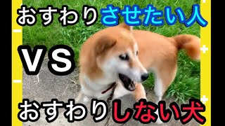 柴犬コロ おすわりさせたい人vsしない犬😂 #柴犬コロ #おもしろ #かわいい #犬 #日常 #ペット #動物 #面白い #柴犬 #おすわり #funny #shibainu #dog #cute