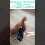 一時的な犬の癒し動画パート17byエンちゃん成長日記@Shorts ​@toypoodle @トイプードル @chihuahua @エンちゃん寝る？＠チワワ