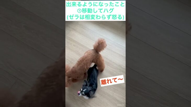 一時的な犬の癒し動画パート17byエンちゃん成長日記@Shorts ​@toypoodle @トイプードル @chihuahua @エンちゃん寝る？＠チワワ