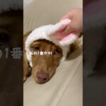 #ミニチュアダックス子犬 #5ヶ月の子犬 #わたしの一番かわいいところ