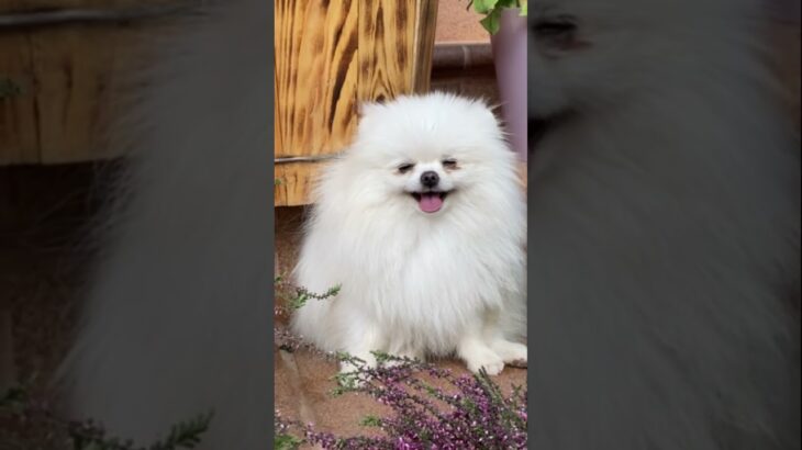 Fluffy dog#cat#pets#funny#meow#dog#かわいい犬#かわいい猫#animals#animalshorts