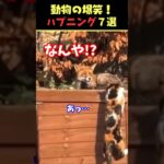 Instagramで6億回バズった動物ハプニング動画7選！7Animal Happenings Videos That Got 600 Million Buzz on Instagram!#犬#猫