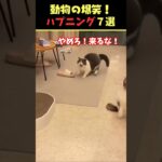 Instagramで7億回バズった動物ハプニング動画9選！9Animal Happenings Videos That Got 600 Million Buzz on Instagram!#犬#猫