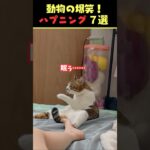 Instagramで8億回バズった動物ハプニング動画7選！7Animal Happenings Videos That Got 800 Million Buzz on Instagram!#犬#猫